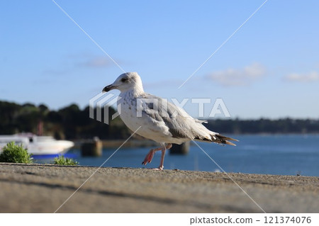 聖馬洛城牆上的水鳥，保留著中世紀的城鎮景觀 121374076