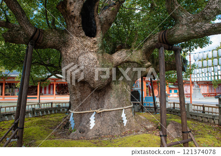 The sacred tree of Fūnami-gu Shrine (the White Heron Camphor Tree) 121374078
