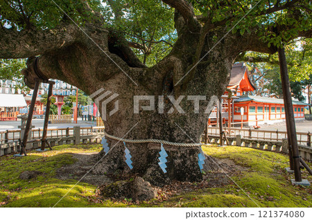 The sacred tree of Fūnami-gu Shrine (the White Heron Camphor Tree) The sacred tree of Fūnami-gu Shrine (the White Heron Camphor Tree) 121374080
