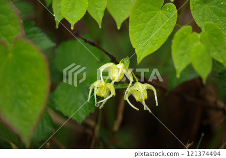 蜘蛛大象 121374494