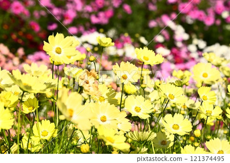 黃色波斯菊 黃色波斯菊 121374495