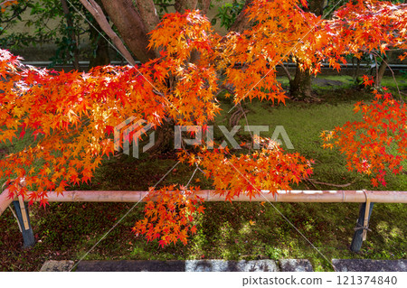 Kyoto City: Beautiful autumn leaves of maple trees and bamboo barrier 121374840