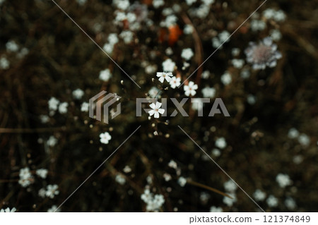 Chamomile flowers in the field against the blue sky in the sunlight, border. Beautiful spring natural art background. Selective focus, toned photo Chamomile flowers in the field against the blue sky in the sunlight, border. Beautiful spring natural art background. Selective focus, toned photo 121374849