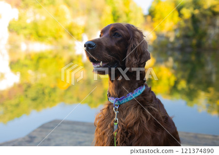 Irish Setter dog posing at a mountain lake in autumn. Traveling with a pet. Pet in leaf fall. Atmospheric photo in nature. 121374890