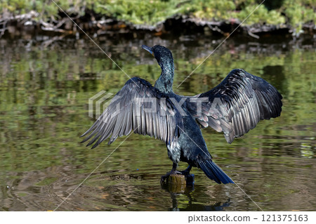 Cormorant Cormorant 121375163