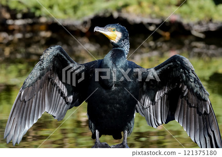 Cormorant 121375180