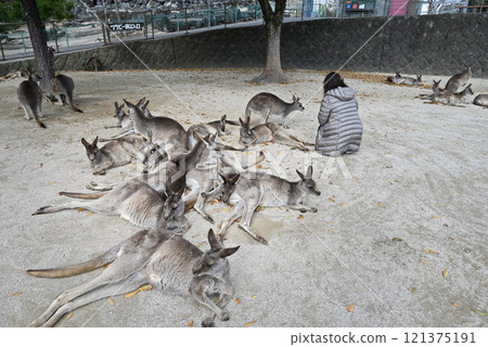 Eastern grey kangaroos and people interacting with them Eastern grey kangaroos and people interacting with them 121375191