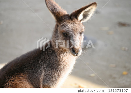 雌性巨型袋鼠 雌性巨型袋鼠 121375197