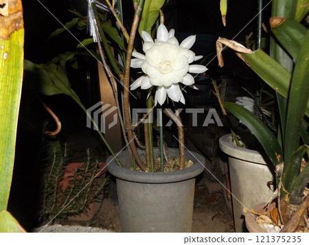 白色的大月季花，只能觀賞一晚。 121375235