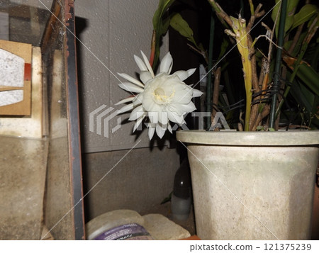 白色的大月季花,只能觀賞一晚。 白色的大月季花,只能觀賞一晚。 121375239