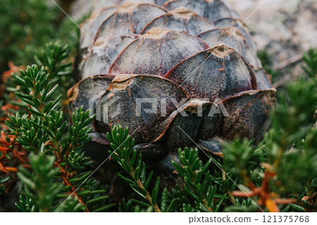 Siberian cedar pine cone on green bush. Scales of raw cones. wild harvest Siberian cedar pine cone on green bush. Scales of raw cones. wild harvest 121375768