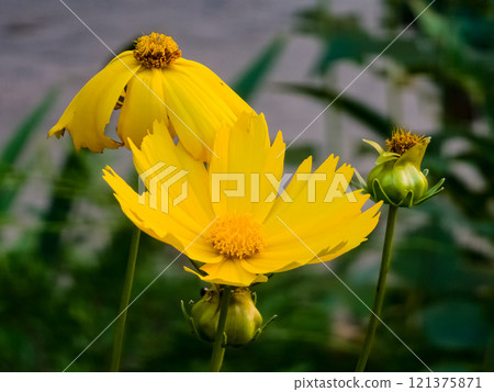 Yellow flowers of the perennial Verbesina encelioides or golden crownbeard, Yellow ray florets and brownish disc florets of false sunflower Yellow flowers of the perennial Verbesina encelioides or golden crownbeard, Yellow ray florets and brownish disc florets of false sunflower 121375871