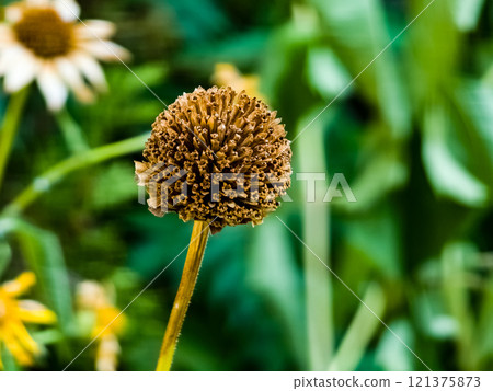 Yellow flowers of the perennial Verbesina encelioides or golden crownbeard, Yellow ray florets and brownish disc florets of false sunflower 121375873