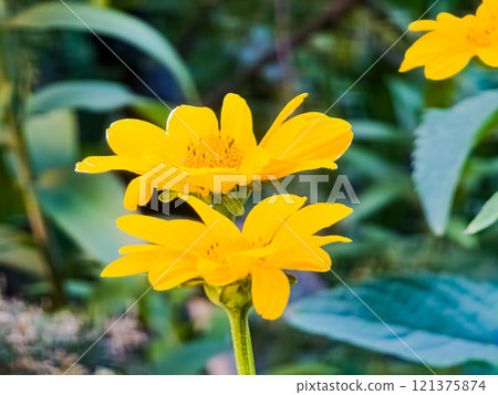 Yellow flowers of the perennial Verbesina encelioides or golden crownbeard, Yellow ray florets and brownish disc florets of false sunflower 121375874