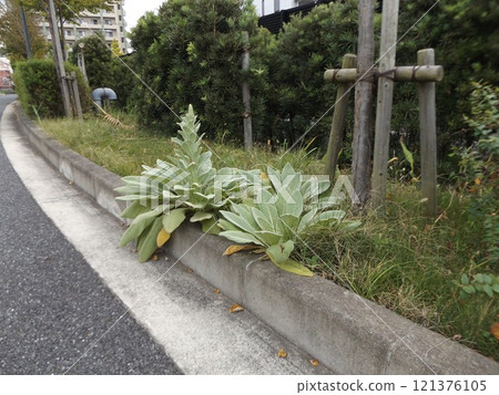 Lamb's ear, written as sheep's ear, young tree Lamb's ear, written as sheep's ear, young tree 121376105