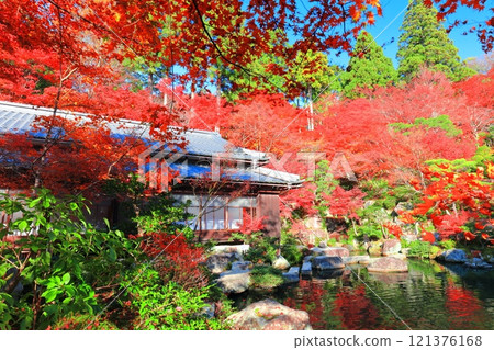 [Shiga Prefecture] Autumn leaves in the main garden of Baekje Temple on a clear day 121376168