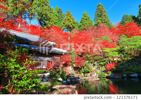 [Shiga Prefecture] Autumn leaves in the main garden of Baekje Temple on a clear day 121376171