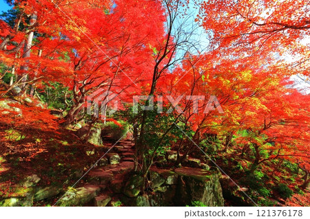 [Shiga Prefecture] Autumn leaves in the main garden of Baekje Temple on a clear day 121376178