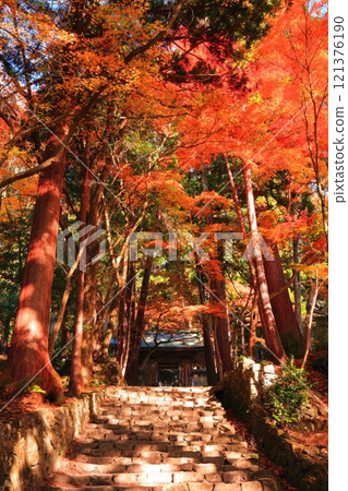 [滋賀縣]晴天時百濟寺的仁王門和秋葉 121376190