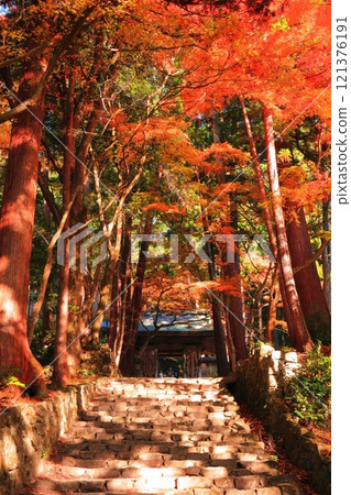 [Shiga Prefecture] Niomon Gate and autumn leaves at Baekje Temple on a clear day 121376191
