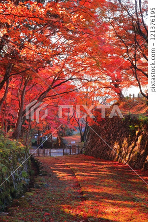 [Shiga Prefecture] The approach to Baekje Temple on a clear day and autumn leaves 121376195