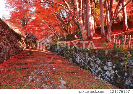 [Shiga Prefecture] The approach to Baekje Temple on a clear day and autumn leaves 121376197