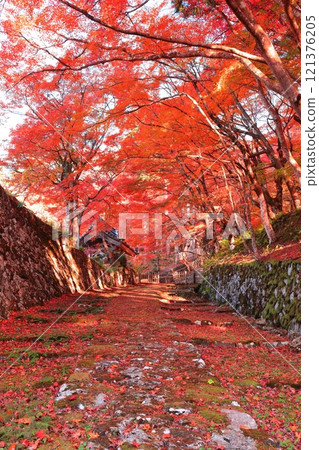 [Shiga Prefecture] The approach to Baekje Temple on a clear day and autumn leaves 121376205
