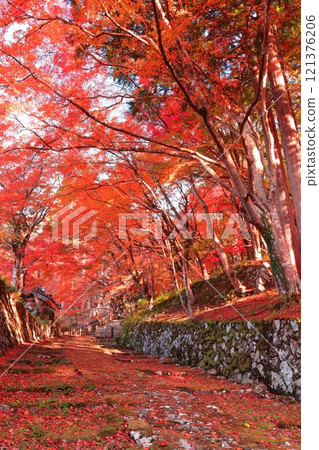 [滋賀縣]晴天的百濟寺參道和紅葉 121376206