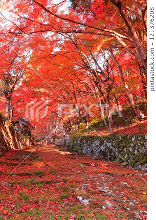 [Shiga Prefecture] The approach to Baekje Temple on a clear day and autumn leaves 121376208
