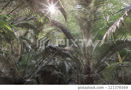 Scenic view of The big green palm trees in natural light of Ancient forest Hup Pa Tat. 121376569