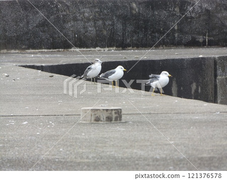 Black-tailed Gulls at Kemigawahama Pier Black-tailed Gulls at Kemigawahama Pier 121376578
