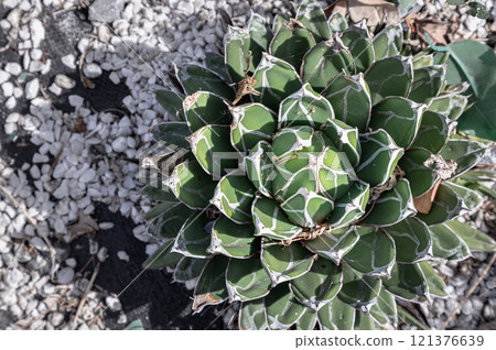 Top view of Queen victoria agave. Top view of Queen victoria agave. 121376639