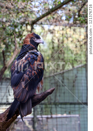 The black breasted buzzard is predator in nature at australia The black breasted buzzard is predator in nature at australia 121376716