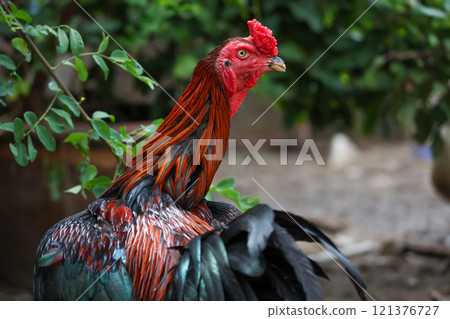 The fighting chicken in garden nature farm 121376727