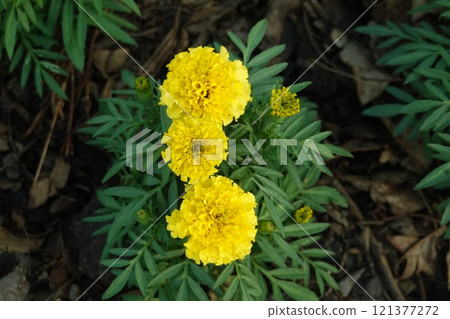Marigold flowers in the garden. Marigold is a genus of flowering plants Marigold flowers in the garden. Marigold is a genus of flowering plants 121377272