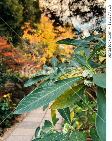 Mitsumata flower buds, Mitsumata tree with flower buds, Mitsumata tree used for handmade washi paper, Mitsumata shrub 121377315