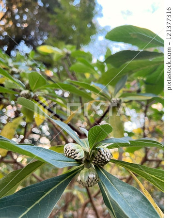 Mitsumata flower buds, Mitsumata tree with flower buds, Mitsumata tree used for handmade washi paper, Mitsumata shrub 121377316