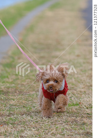 玩具貴賓犬散步 121377328