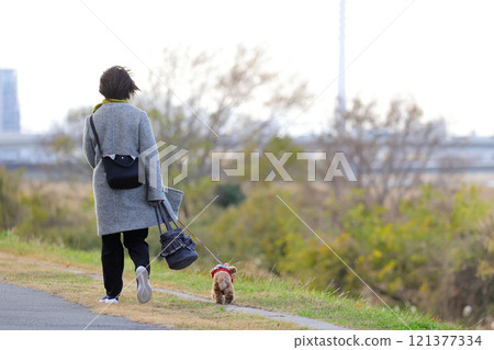 玩具貴賓犬散步 玩具貴賓犬散步 121377334