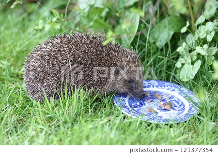 Hedgehog (Erinaceus). A hedgehog is pictured feeding in Cumbria, Northern England. Hedgehog (Erinaceus). A hedgehog is pictured feeding in Cumbria, Northern England. 121377354