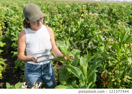 Female farmer with digital tablet on a tobacco field 121377444