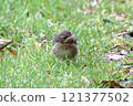 Baby Wren (Troglodytes Troglodytes). A close up image of a baby wren, as yet unable to fly, in Northern England. 121377502