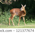 A roe deer is pictured feeding in Cumbria, Northern England. The roe deer is native to the United Kingdom and can be seen across woodland, farmland, grassland and heathland habitats. 121377674