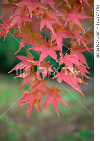 Bright red autumn leaves 121377763