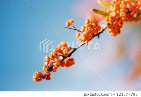 芽等待春天 121377793