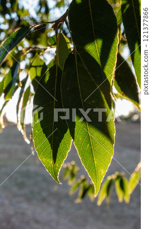 Large leaves growing under the cherry tree 121377866