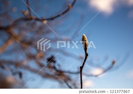 Winter buds 121377867