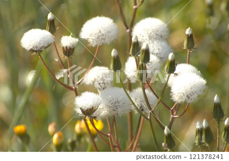 dandelion flower dandelion flower 121378241