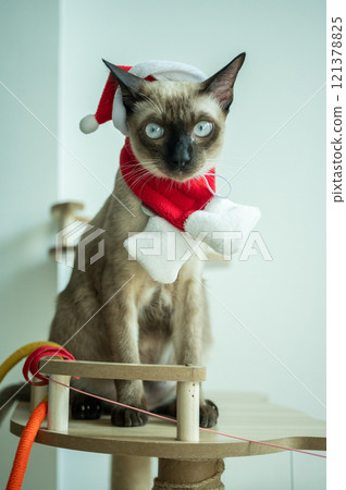 A Siamese cat wearing Santa hat with red scarf during Christmas festival. A Siamese cat wearing Santa hat with red scarf during Christmas festival. 121378825