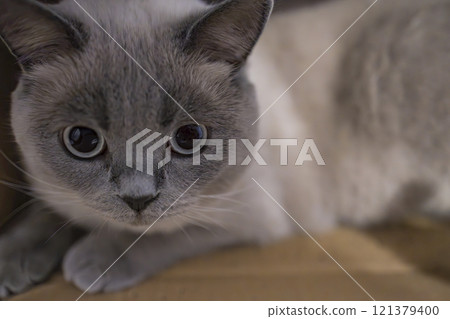 close-up portrait of a British Shorthair cat with big black eyes. The cat has a soft, fluffy coat and is looking directly at the camera. 121379400